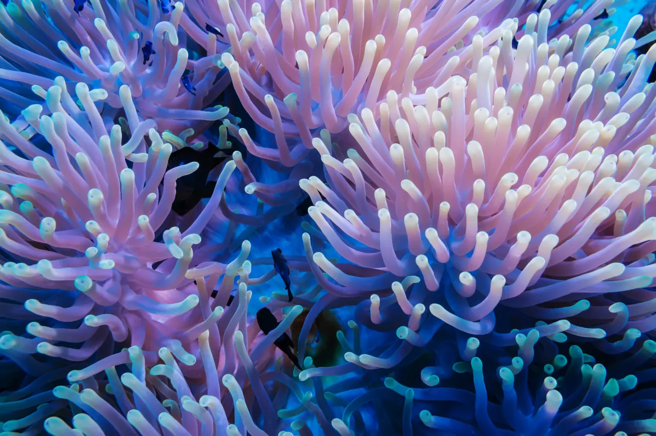 Magnificent sea anemone tentacles in lavender and teal