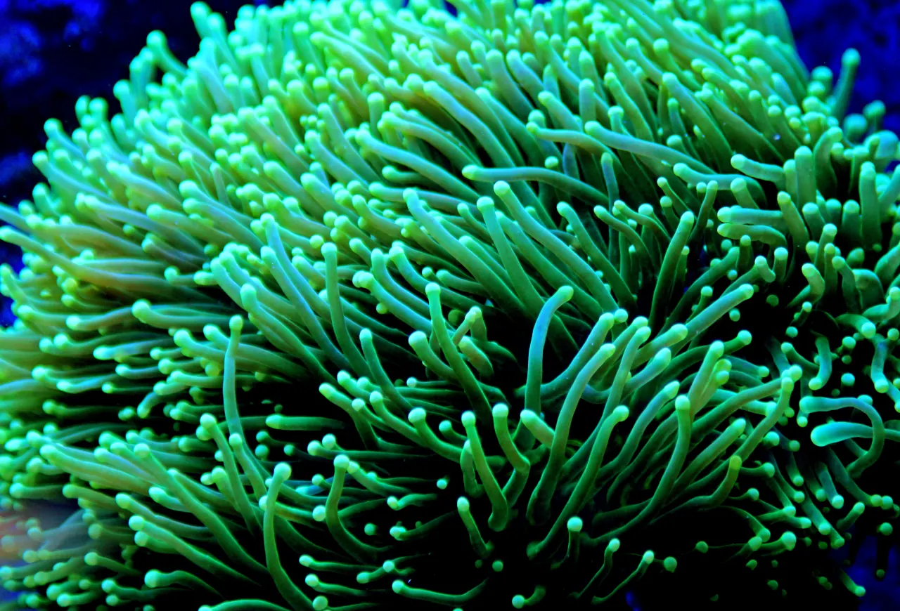 Close-up of a green torch coral with its tentacles extended