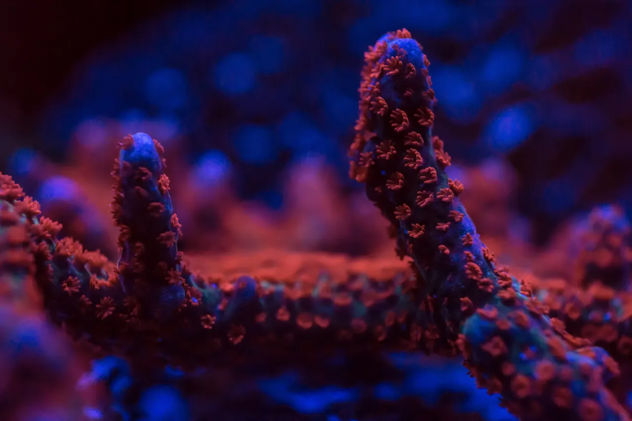 Red and blue Acropora coral branches under reef lighting