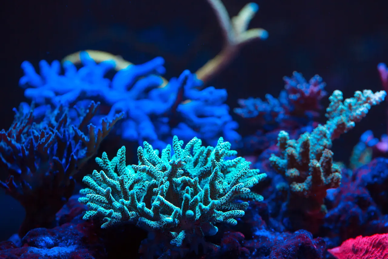 Blue and teal SPS corals growing in a reef aquarium under actinic light