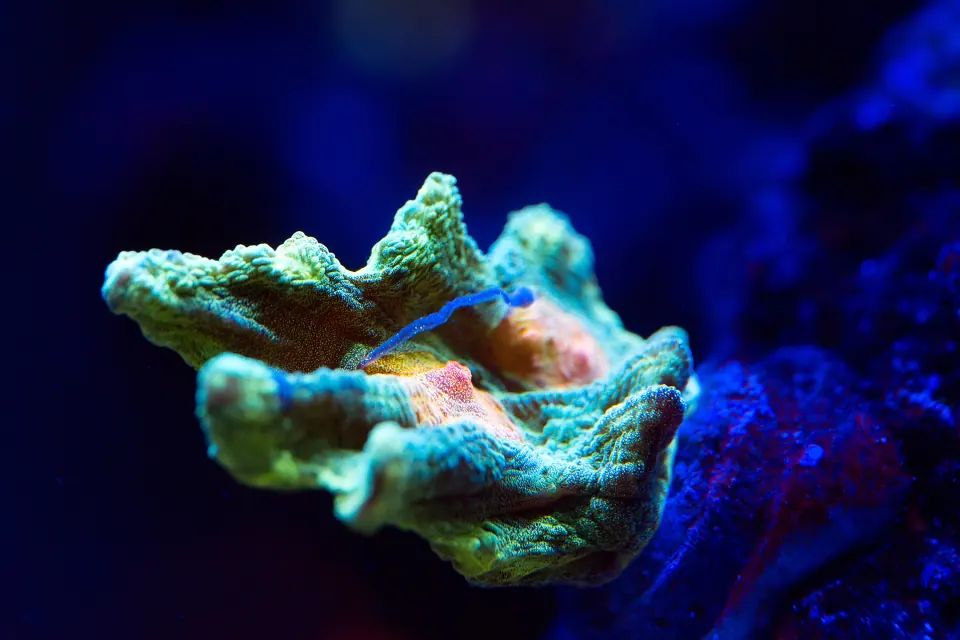 Green and teal Montipora coral on a dark reef