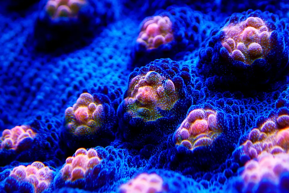 Blue LPS coral with pink and gold polyps