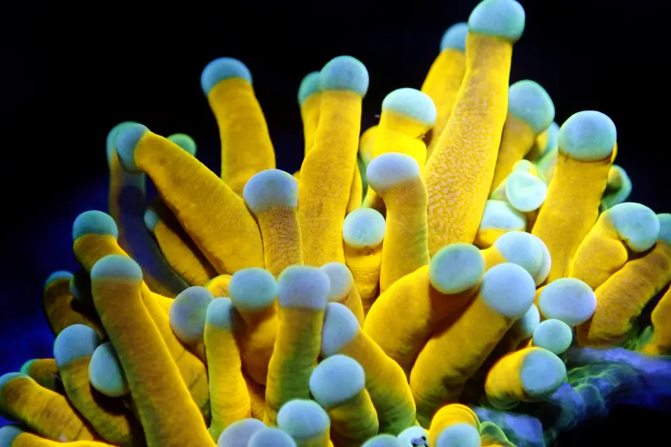 Yellow bubble-tip anemone tentacles with pale tips