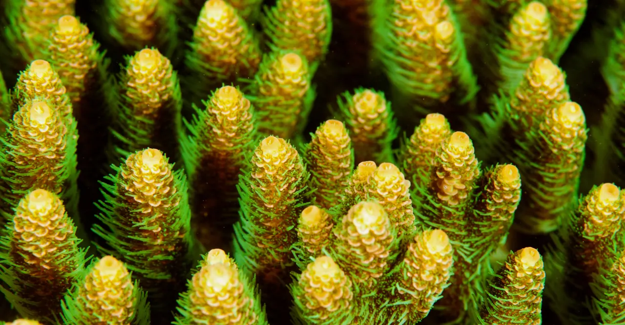 Macro view of yellow Acropora coral polyps